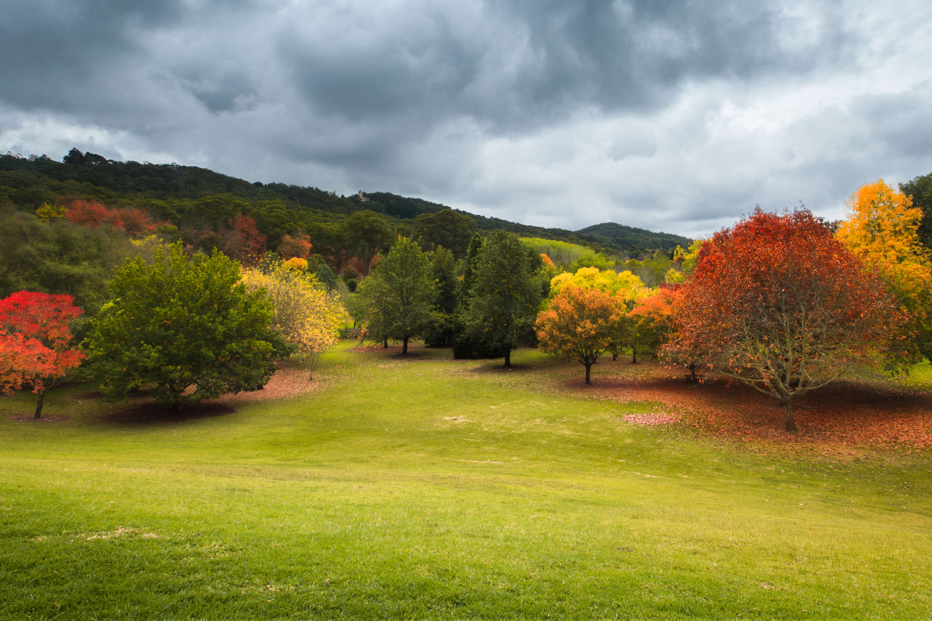 Beautiful autumn trees in the Adelaide Hills